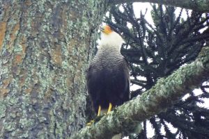 Caracara-caracara plancus